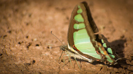 butterfly on the ground