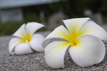 Fototapeta na wymiar Plumeria flowers or frangipani flowers that have fallen