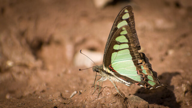butterfly mudpuddling