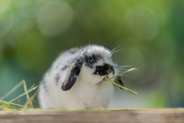 rabbit eating grass with bokeh background, bunny pet, holland lop
