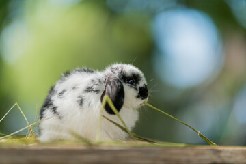 rabbit eating grass with bokeh background, bunny pet, holland lop
