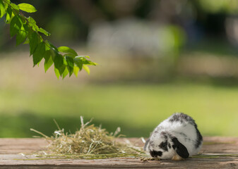 Obraz premium rabbit eating grass with bokeh background, bunny pet, holland lop 