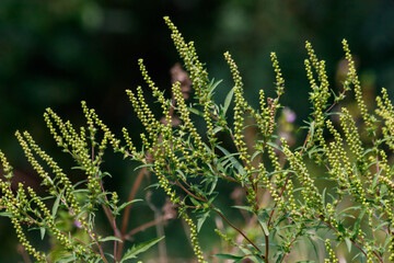 Ragweed plants (Ambrosia artemisiifolia) causing allergy