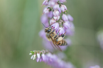 Selective soft focus close up bee pollinating purple flowers 