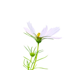 Close up white cosmos bipinnatus blossom blooming with yellow pollen ,green stem  and water drops isolated on black background , clipping path
