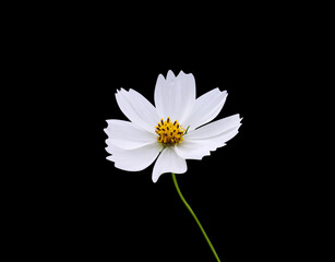 White cosmos bipinnatus blossom with yellow pollen and green stem  isolated on black background , clipping path
