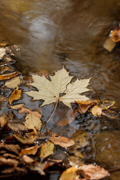 autumn maple leaf in a puddle. High quality photo