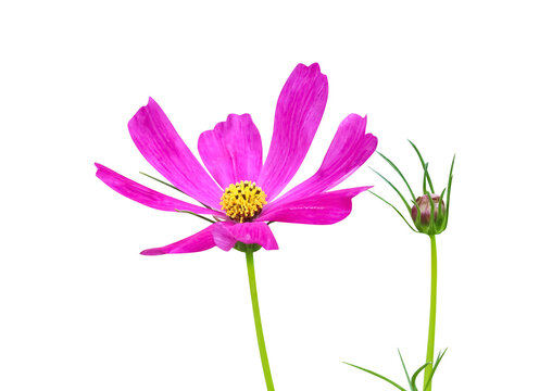 Colorful pink mexican aster flower ( cosmos ) with yellow pollen blooming  and bud isolated on white background , clipping path