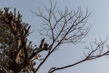 The branches of a tree without any leaves in the summer