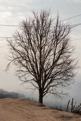 A single tree stands alone at Batase Dada, Tansen, Palpa, Nepal