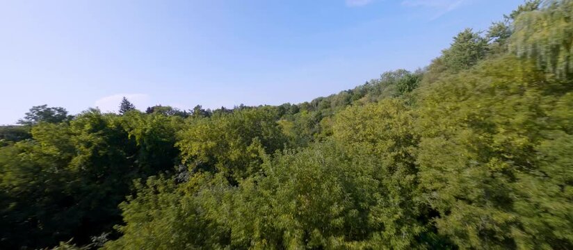 Flying through tree canopies