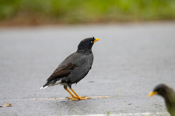 Myna bird standing on asphalt road