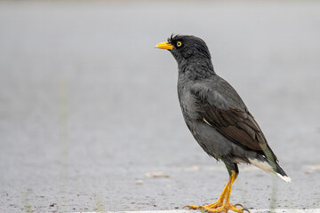 Myna bird standing on asphalt road
