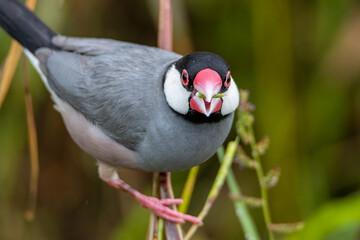 Nature Wildlife image of beautiful bird Java sparrow (Lonchura oryzivora) with green background