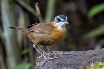 Nature wildlife image bird name as BLACK-CAPPED BABBLER capture inside deep rainroest jungle