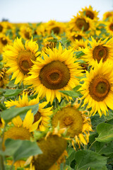 Sunflower natural background. Sunflower blooming on sunny bright day