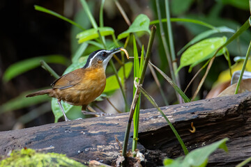 Nature wildlife image bird name as BLACK-CAPPED BABBLER capture inside deep rainroest jungle