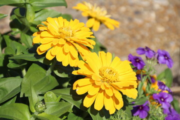 Yellow Zinnias, Fort Edmonton Park, Edmonton, Alberta