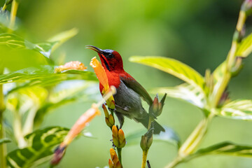 Nature wildlife image of Crimson sunbird on wild
