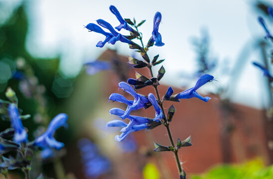Blue Sage flower Salvia patens the gentian spreading  sage  blooming