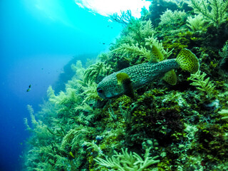 scuba dive in San Andres Island, colombia