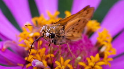 Moth butterfly flower