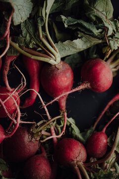 rabanito / radish