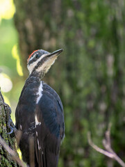Pileated Woodpecker is sitting on Tree Trunk on a sunny day