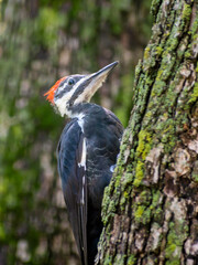 Pileated Woodpecker is sitting on Tree Trunk on a sunny day