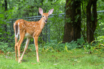 Fawns are enjoying sunny day in summer	
