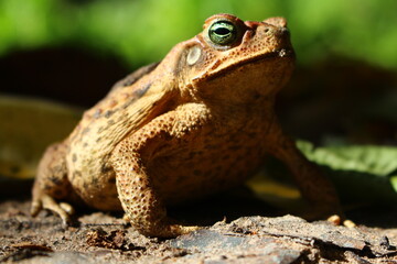 
big yellow frog