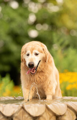 one golden retriever dog with the tongue out drinking water from a fountain in the park