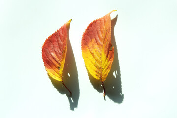 cherry autumn leaves in red and yellow