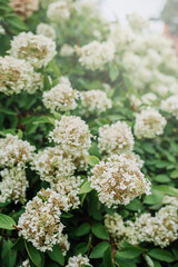 lush green bush with blooming white hydrangea flowers. vegetable backdrop. vertical, selective focus