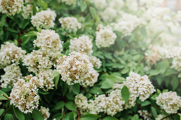 Obraz premium lush green bush with blooming white hydrangea flowers. vegetable backdrop. selective focus