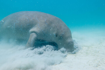 Obraz premium フィリピン、パラワン州のブスアンガ島コロン島に生息する野生のジュゴンをダイビングで撮影した風景 Landscape of a wild dugong diving on Coron Island, Busuanga, Palawan, Philippines. 