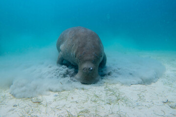 フィリピン、パラワン州のブスアンガ島コロン島に生息する野生のジュゴンをダイビングで撮影した風景 Landscape of a wild dugong diving on Coron Island, Busuanga, Palawan, Philippines.  © Masakazu Tokashiki