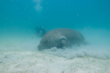 Fototapeta premium フィリピン、パラワン州のブスアンガ島コロン島に生息する野生のジュゴンをダイビングで撮影した風景 Landscape of a wild dugong diving on Coron Island, Busuanga, Palawan, Philippines. 