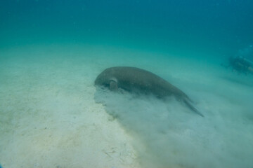 Fototapeta premium フィリピン、パラワン州のブスアンガ島コロン島に生息する野生のジュゴンをダイビングで撮影した風景 Landscape of a wild dugong diving on Coron Island, Busuanga, Palawan, Philippines. 
