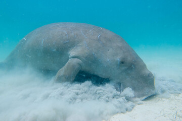 フィリピン、パラワン州のブスアンガ島コロン島に生息する野生のジュゴンをダイビングで撮影した風景 Landscape of a wild dugong diving on Coron Island, Busuanga, Palawan, Philippines. 
