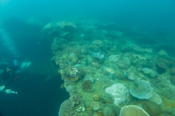 フィリピン、パラワン州のブスアンガ島コロン島に沈没している日本の沈没船をダイビングで撮影した写真 Photo taken by diving of a Japanese sunken ship sinking on Coron Island, Busuanga, Palawan, Philippines. 