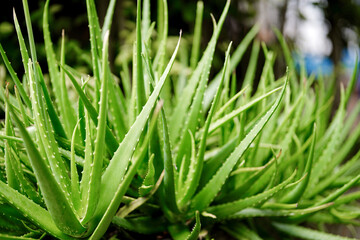 Aloe vera or Star cactus (Aloe vera (L.) Burm.f.) is green in garden. Thai herbs commonly used to...
