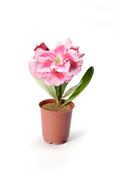 Naklejka na ściany i meble Beautiful Pink flower in pot isolated on white background