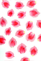 Red petals isolated on white background