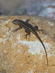 Lizard sunning itself on length on a boulder