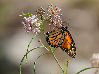 Monarch butterfly hanging on some pink flowers
