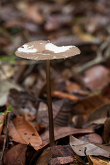 Beautiful Mushrooms in the Tropical Forest