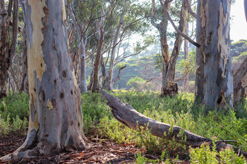 morning light in australian bushland