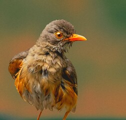 Thrush