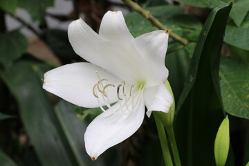 Blooming white flower in the morning
